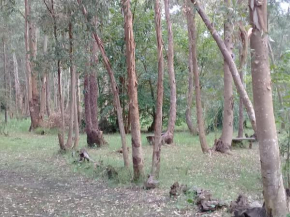 El portal Del Bosque